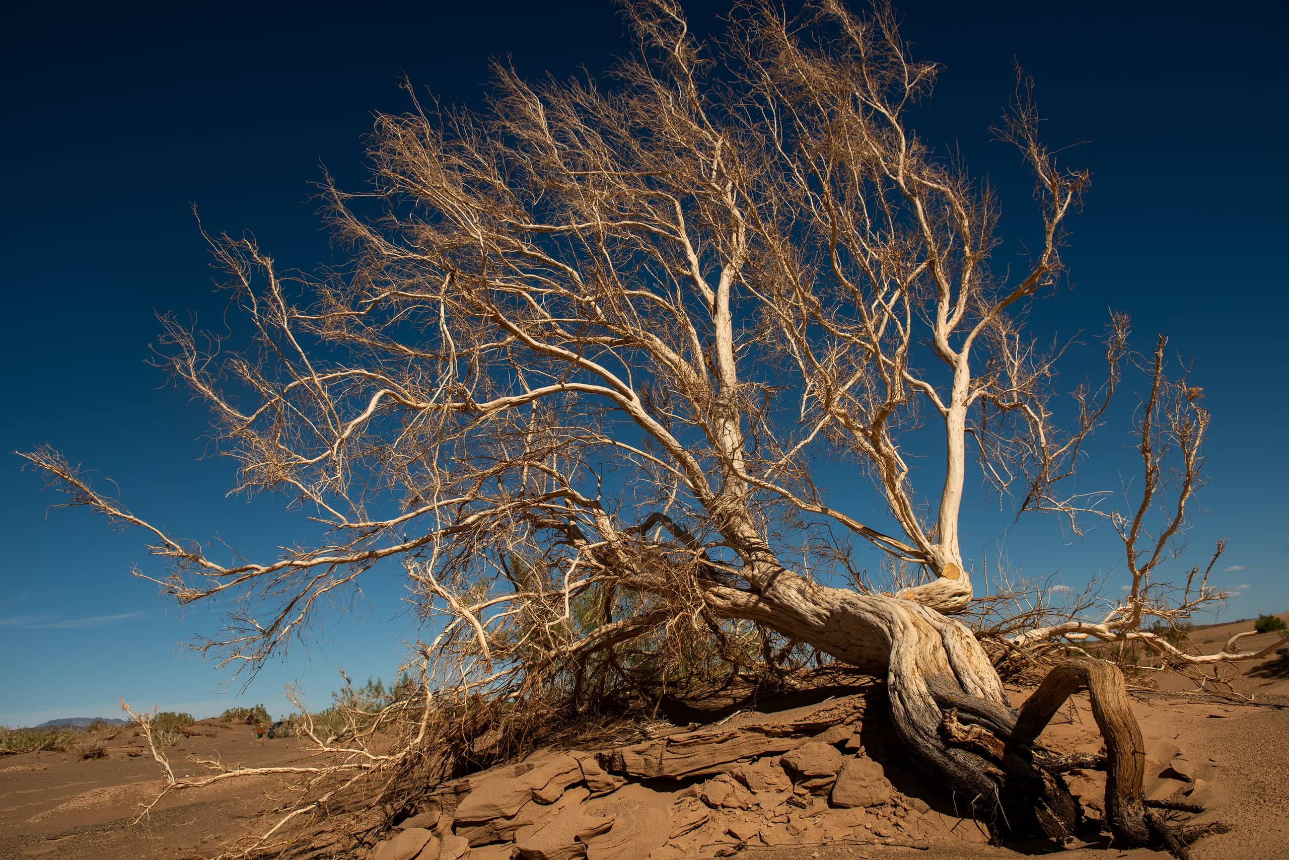 A twisted, wind-bleached desert tree against a deep blue sky